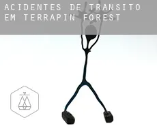Acidentes de trânsito em  Terrapin Forest