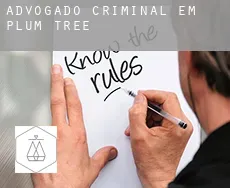 Advogado criminal em Plum Tree
